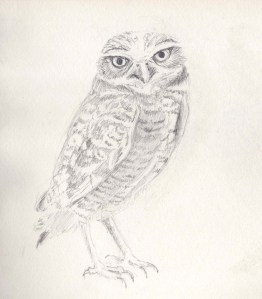 burrowing owl-pencil