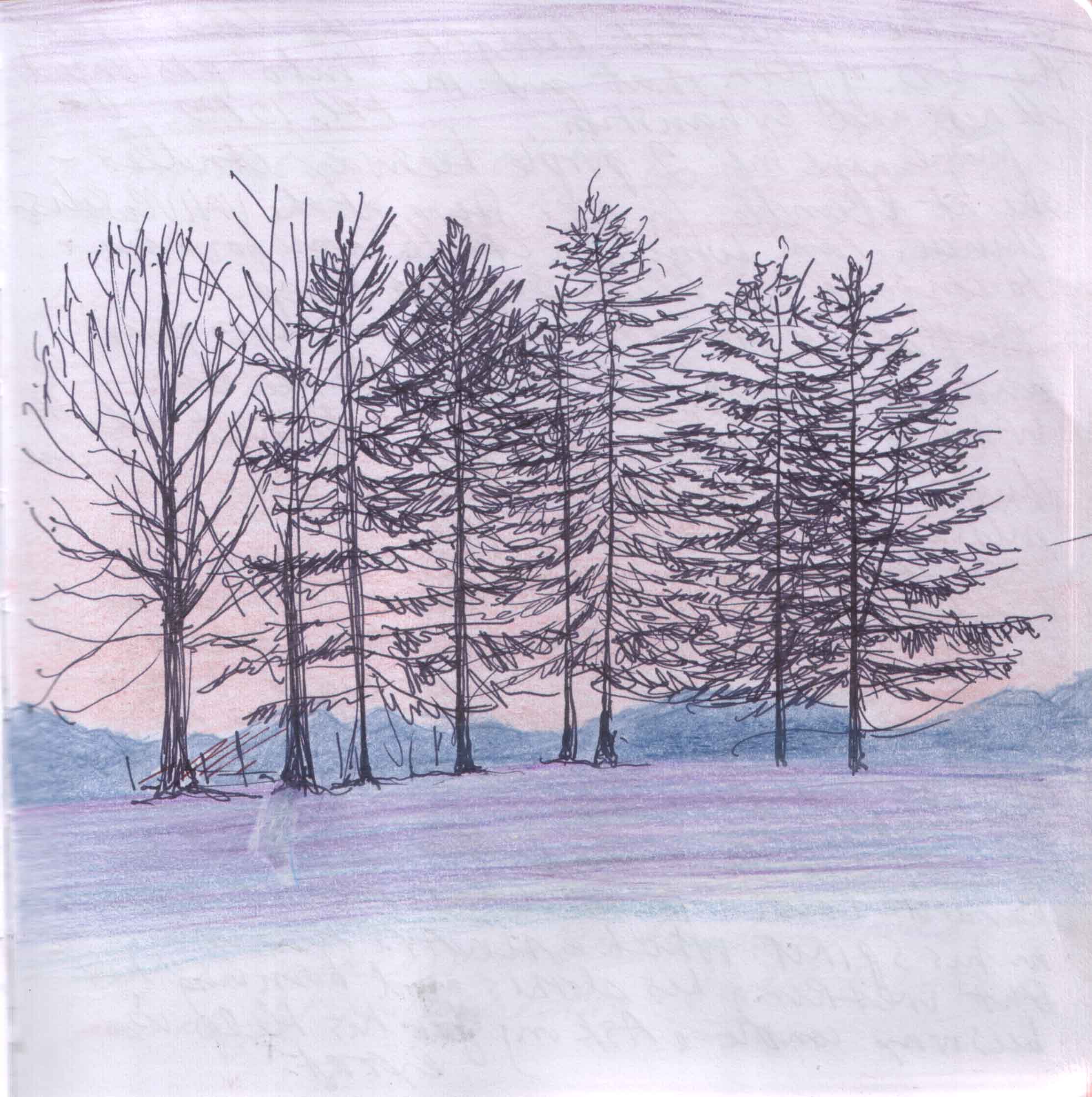 Winter Trees