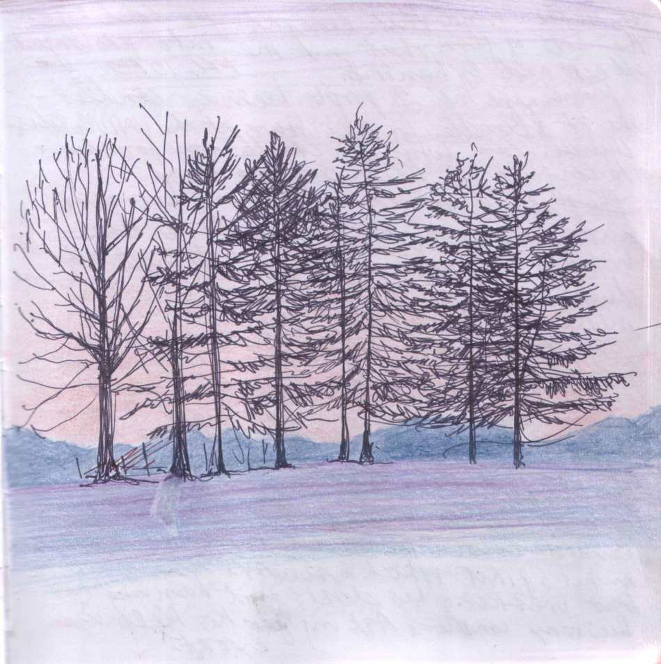 Winter Trees