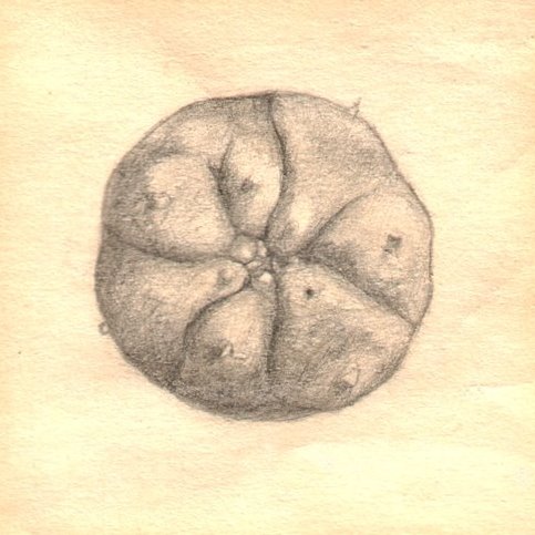 peyote button 1972.jpg