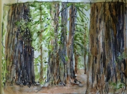 sempervirens fund watercolor